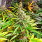 Семена сорта Gorilla Cookies Fast fem (High Speed ​​Buds)
