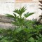 Семена сорта Holy Grail 69 fem (Samsara Seeds)
