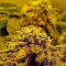 Семена сорта Hashberry reg (Mandala Seeds)