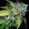 Семена сорта Lowryder Auto Fem (Vision Seeds)