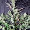 Семена сорта Skunk Auto fem (Strain Hunters)