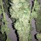 Семена сорта Big Bud (Snow White) reg (Nirvana Seeds)