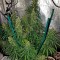 Семена сорта Sterling Haze (Super Silver Haze) reg (Nirvana Seeds)