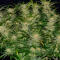 Семена сорта Zkittlez x Grapefruit (7CH Seeds & Cali Buds Seeds)