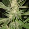 Семена сорта Bubblicious fem (Resin Seeds)