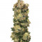 Микс семян конопли Auto Collection #2 (00 Seeds)