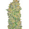 Микс семян конопли Female Collection #2 (00 Seeds)