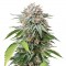 Семена сорта Mango Sapphire fem