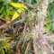 Семена сорта Auto Bruce Lemon Diesel fem (Dutch Passion)