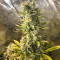Семена сорта Auto Glueberry O.G. fem (Dutch Passion)