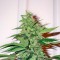 Семена сорта BCN Diesel Max Auto fem