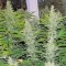 Семена сорта Diesel Glue (BCN Diesel) fem