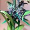 Семена сорта Buddha Purple Kush auto fem
