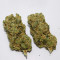 Семена сорта Canadian Kush 2.0 fem