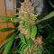 Семена сорта Durban Poison Auto fem (Семяныч)
