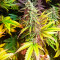 Семена сорта Gorilla Cookies Fast fem (High Speed ​​Buds)