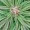 Семена сорта Master Kush fem (Humboldt Seeds)