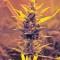 Семена сорта White Widow XXL Autoflowering fem