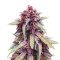Микс семян конопли Auto Mix Pack #1 fem (Herbies Seeds)