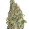 Семена сорта Chernobyl auto fem (Russian Genetic)