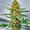 Семена сорта Mystical Autoflower fem (Easy Grow Seeds)