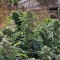 Семена сорта Sour Diesel #2 fem (Humboldt Seeds)