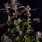 Семена сорта Strawberry Gorilla Auto RF3 fem (FastBuds)