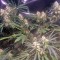 Семена сорта Swiss Cheese fem