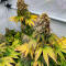Семена сорта The White Fire OG fem (Seedkeepers)