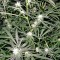 Семена сорта Trainwreck reg (Humboldt Seeds)