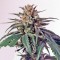 Семена сорта CBD Critical Cure fem