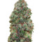 Микс семян конопли Female Collection #2 (00 Seeds)