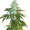 Семена сорта Flashberry reg (Mandala Seeds)