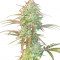 Семена сорта Grateful Dead Auto fem (High Speed ​​Buds)