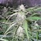 Семена сорта AK-47 fem (Serious Seeds)