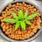 Семена сорта Auto Fire DOG fem (Advanced Seeds)