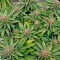 Семена каннабиса Blue Widow
