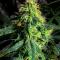 Семена сорта LA Confidential Autoflower fem (Семяныч)