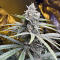 Семена сорта Mimosa × Orange Sherbet (7CH Seeds & Cali Buds Seeds)