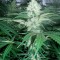 Семена сорта OG Kush reg (Humboldt Seeds)