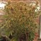 Семена сорта Royal Dwarf auto fem (Royal Queen Seeds)