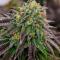 Семена сорта Ultimate Bubba Auto fem (Семяныч)