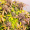Семена сорта Vision Jack Auto Fem (Vision Seeds)
