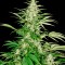 Семена сорта White Russian fem (Serious Seeds)