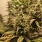 Семена сорта HighCloudZ fem (Green House Seeds)
