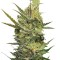Семена сорта Gipsy Haze fem