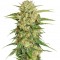 Семена сорта Motavation fem (Serious Seeds)