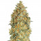 Семена сорта Auto Gorilla Blue fem (Advanced Seeds)