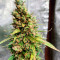 Семена сорта Auto Pineapple Glue fem (Advanced Seeds)