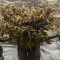 Семена сорта Banana Purp fem (Medical Seeds)